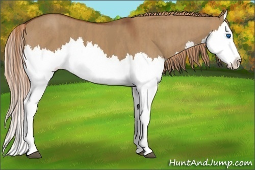 Horse Color:Red Dun Splash Brindle