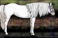 Horse Color:Chestnut Sabino Appaloosa