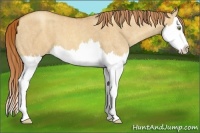 Horse Color:Gold Champagne Dun Splash Brindle