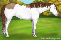 Horse Color:Red Dun Splash  Brindle