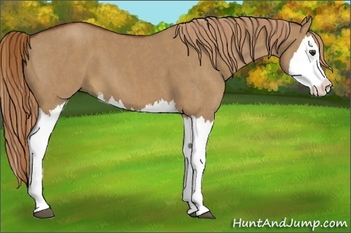 Horse Color:Red Dun Splash Brindle