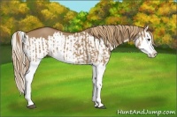 Horse Color:Red Dun Splash and Red Dun Splash
