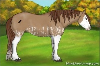 Horse Color:Red Dun Splash and Red Dun Splash