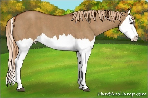Horse Color:Red Dun Splash  Brindle