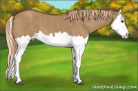 Horse Color:Red Dun Splash Brindle