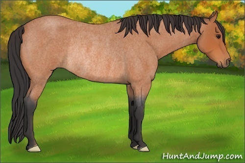 Horse Color:Bay Roan Frame Rabicano