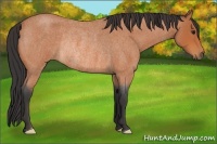 Horse Color:Bay Roan Frame Rabicano 