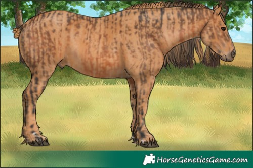 Horse Color:Brown Rabicano  Brindle
