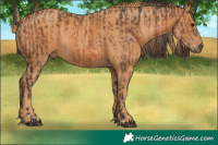 Horse Color:Brown Rabicano Brindle
