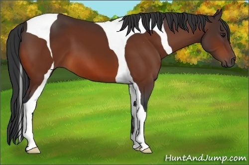 Horse Color:Bay Tobiano 