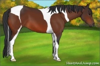 Horse Color:Bay Tobiano 