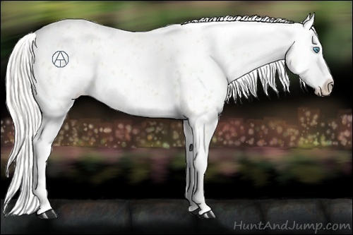 Horse Color:Cremello Appaloosa 
