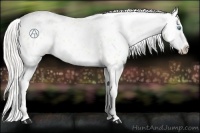 Horse Color:Cremello Appaloosa