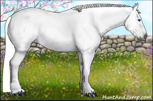 Horse Color:Gray White Spotted Bay Splash Frame