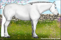 Horse Color:Gray White Spotted Bay Splash Frame