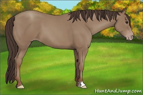 Horse Color:Classic Champagne 