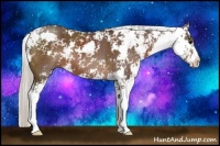 Horse Color:Silver Black Sabino 