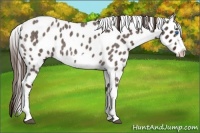 Horse Color:Liver Red Roan Splash Frame Appaloosa 