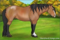 Horse Color:Bay Sabino