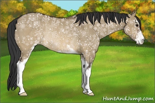 Horse Color:Brown Dun Sabino Rabicano