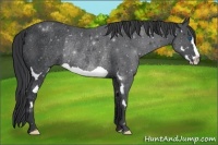 Horse Color:Black Splash Frame Rabicano