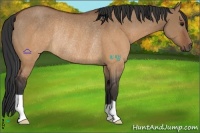 Horse Color:Brown Dun Rabicano 