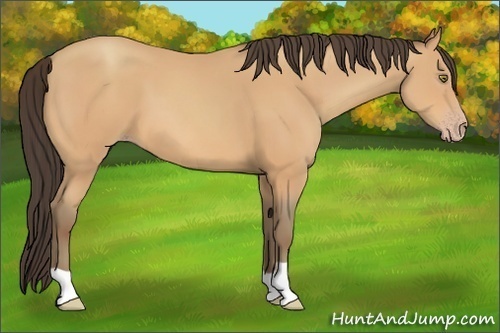 Horse Color:Unknown 