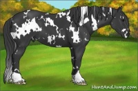 Horse Color:White Spotted Black 