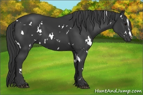 Horse Color:White Spotted Black