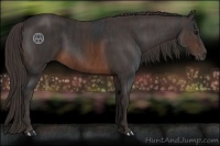 Horse Color:Brown Rabicano Brindle