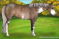 Horse Color:Silver Bay Sabino Rabicano 