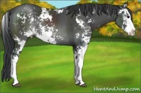 Horse Color:Black Sabino Rabicano 