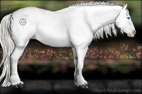 Horse Color:Chocolate Palomino Roan Pearl Appaloosa 