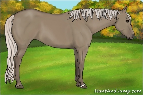 Horse Color:Silver Grullo