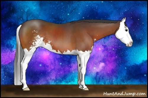 Horse Color:Bay Sabino Splash 