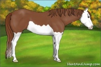 Horse Color:Chestnut Splash
