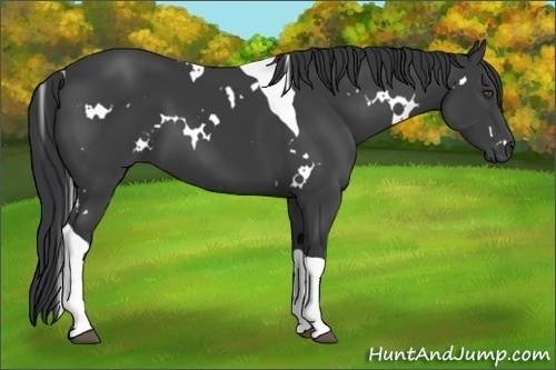 Horse Color:White Spotted Black Tobiano 