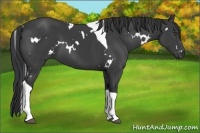 Horse Color:White Spotted Black Tobiano 