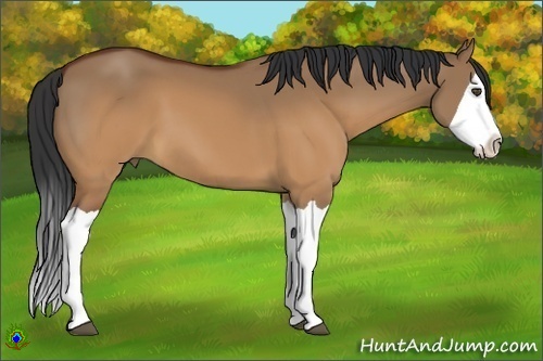 Horse Color:Brown Dun Splash 