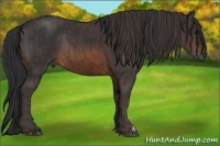 Horse Color:Brown Rabicano  Brindle
