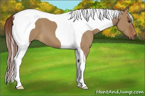 Horse Color:Red Dun Tobiano