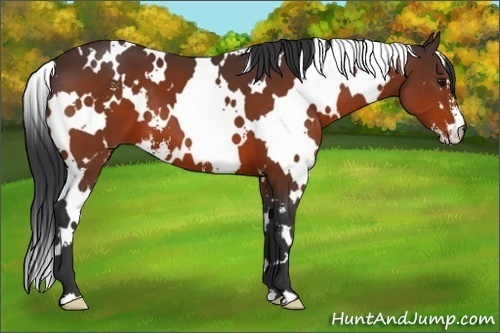 Horse Color:White Spotted Bay Sabino Frame 