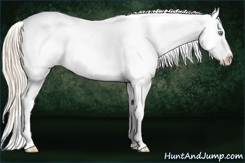 Horse Color:Gold Cream Champagne Tobiano Blanket 