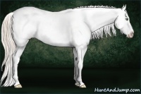 Horse Color:Gold Cream Champagne Tobiano Appaloosa