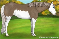 Horse Color:Chocolate Palomino Splash