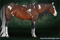 Horse Color:White Spotted Bay Splash 