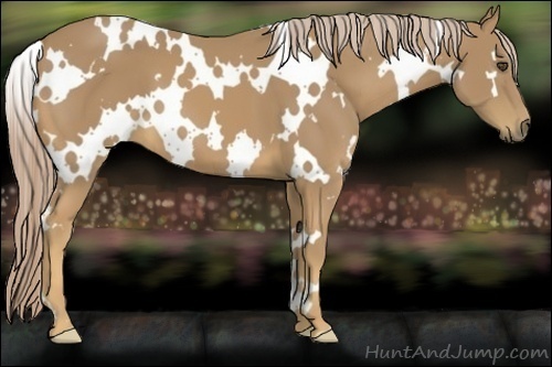 Horse Color:White Spotted Palomino Frame