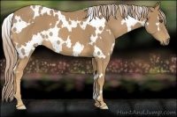 Horse Color:White Spotted Palomino Frame 