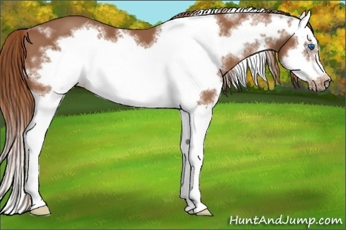 Horse Color:White Spotted Chestnut Sabino Splash Frame