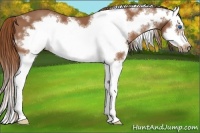 Horse Color:White Spotted Chestnut Sabino Splash Frame